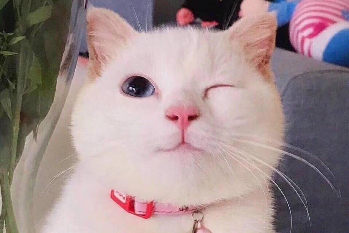 猫咪也会抛媚眼用力wink的样子却很高冷
