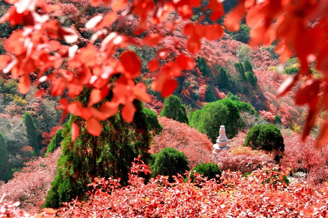 翠柏點綴,山巒谷壑豔麗多彩漫山紅葉層林盡染,石門坊進入觀賞紅的黃金