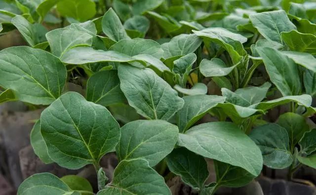 (1)甲哌鎓(助壮素)茄子种植过程中是很容易发生旺长现象的,常用的控旺