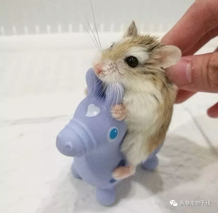 仓鼠圈速度最快寿命最长最迷你的鼠