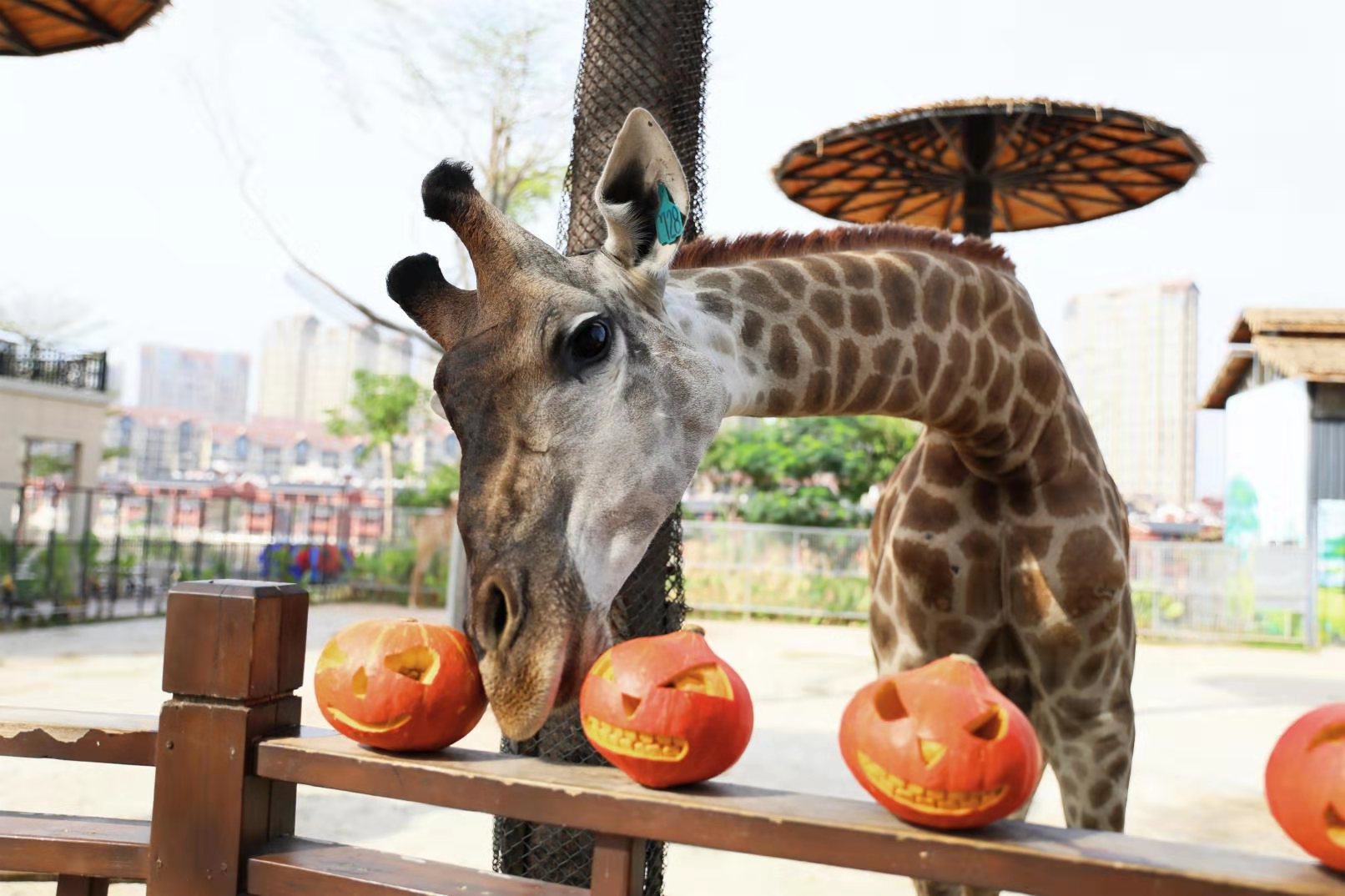万圣节临近,10月31日记者走访厦门灵玲动物王国看到,景区大门口已被