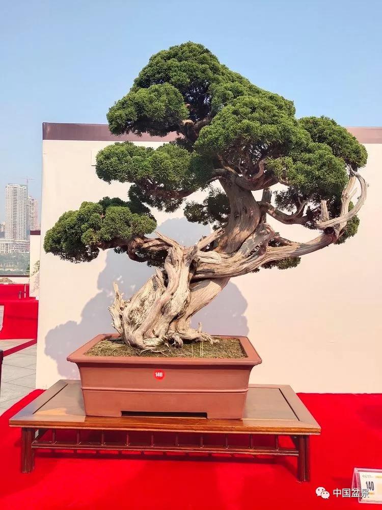 2019中国重庆精品盆景邀请展评选结果揭晓