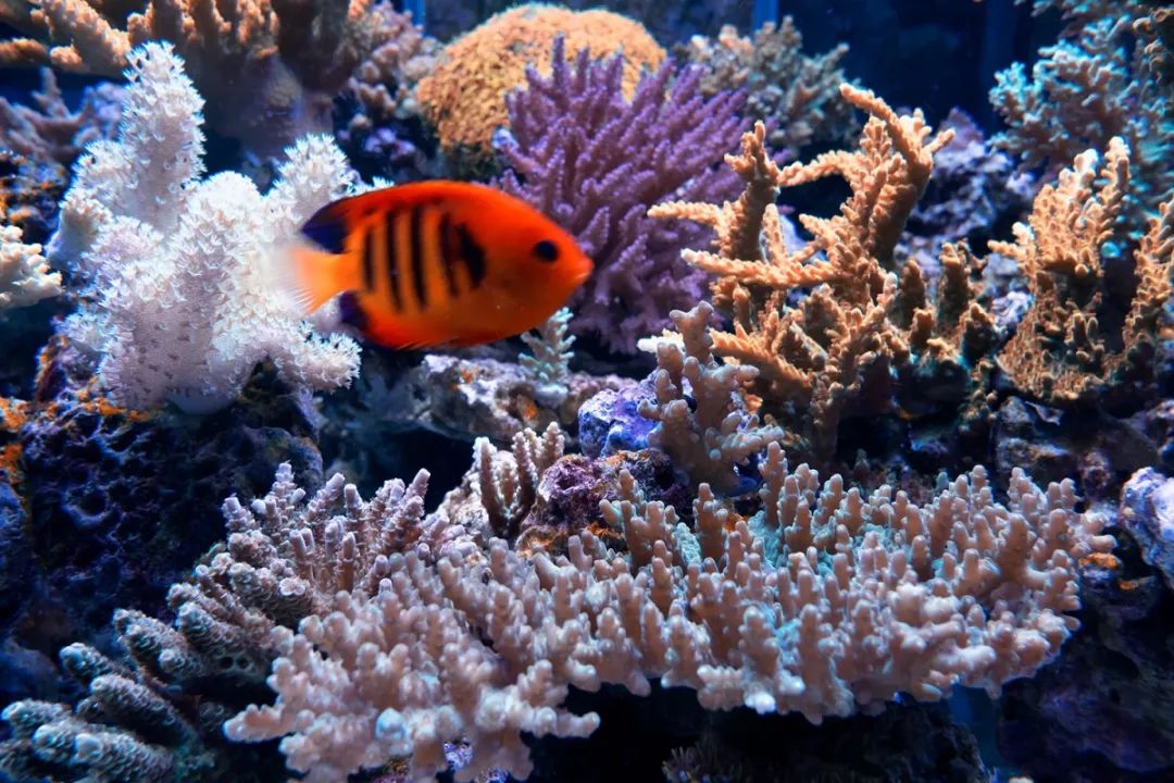 深圳zui美潜水行动让爱生长在这片珊瑚海