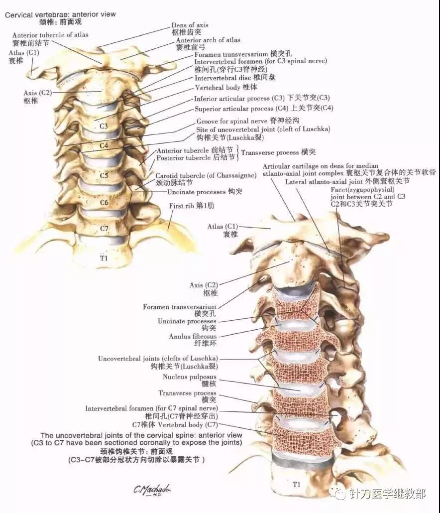 颈部骨骼解剖结构图解图片