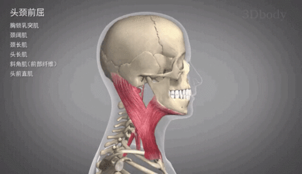 连女明星都不一定有的天鹅颈,戳这里!教你如何练就!_脖子