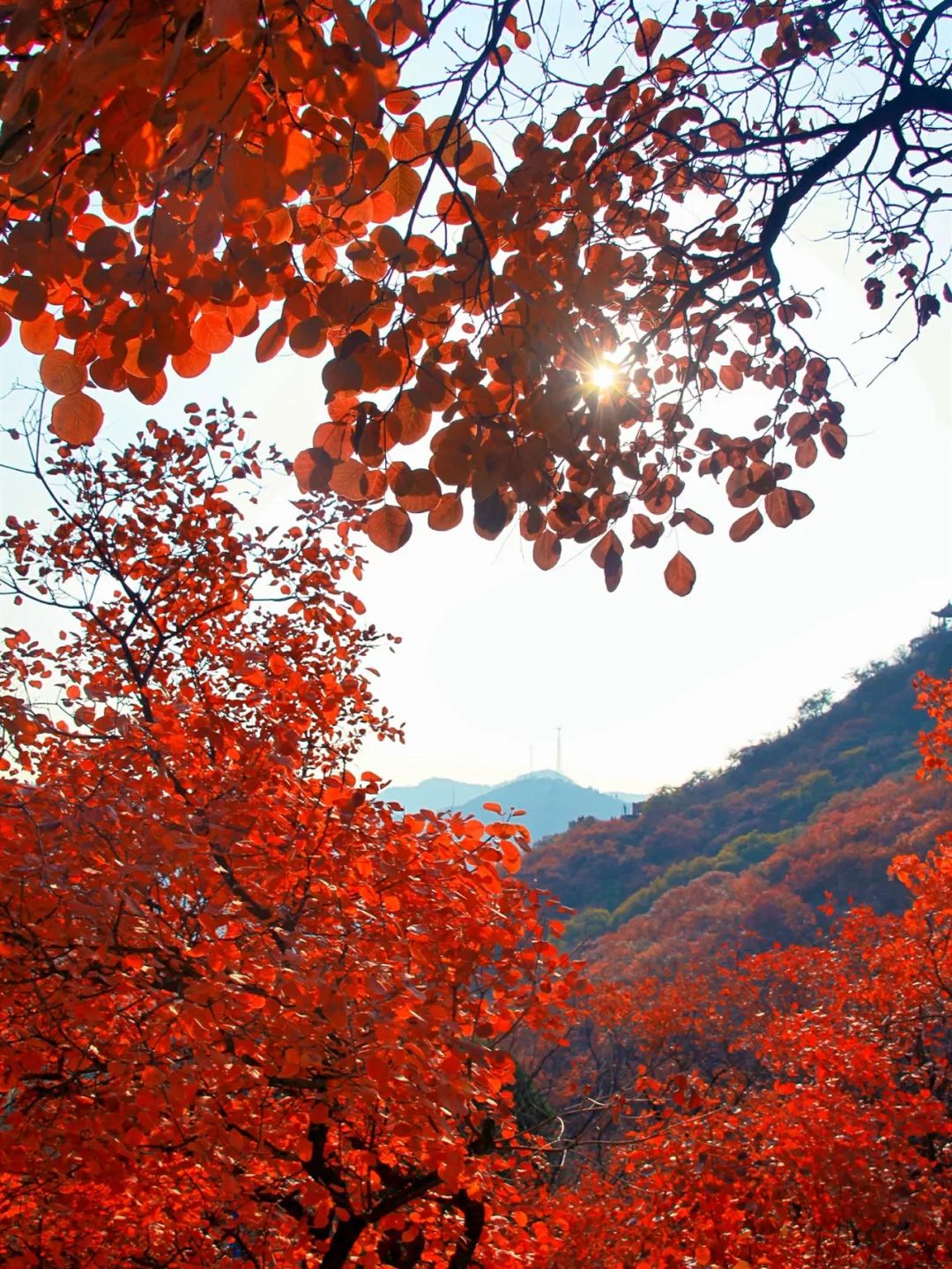 漫山紅葉層林盡染,石門坊進入觀賞紅的黃金時節