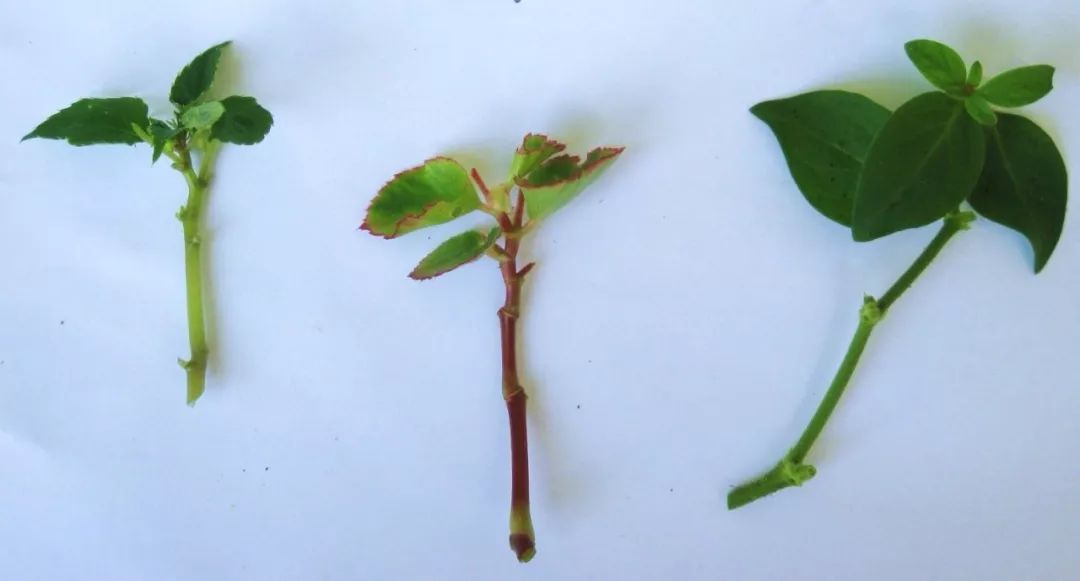 原创凤仙花剪几段茎浸泡水里4天长根比土培扦插繁殖快多了