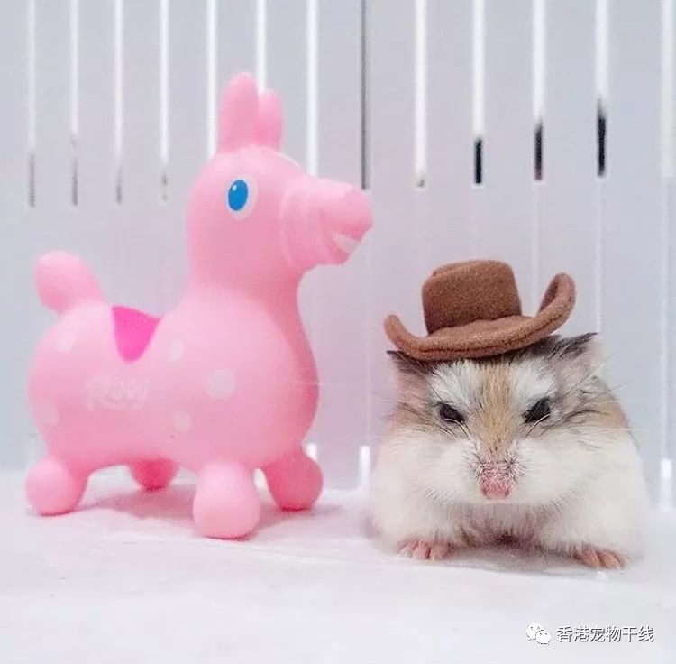 仓鼠圈速度最快寿命最长最迷你的鼠