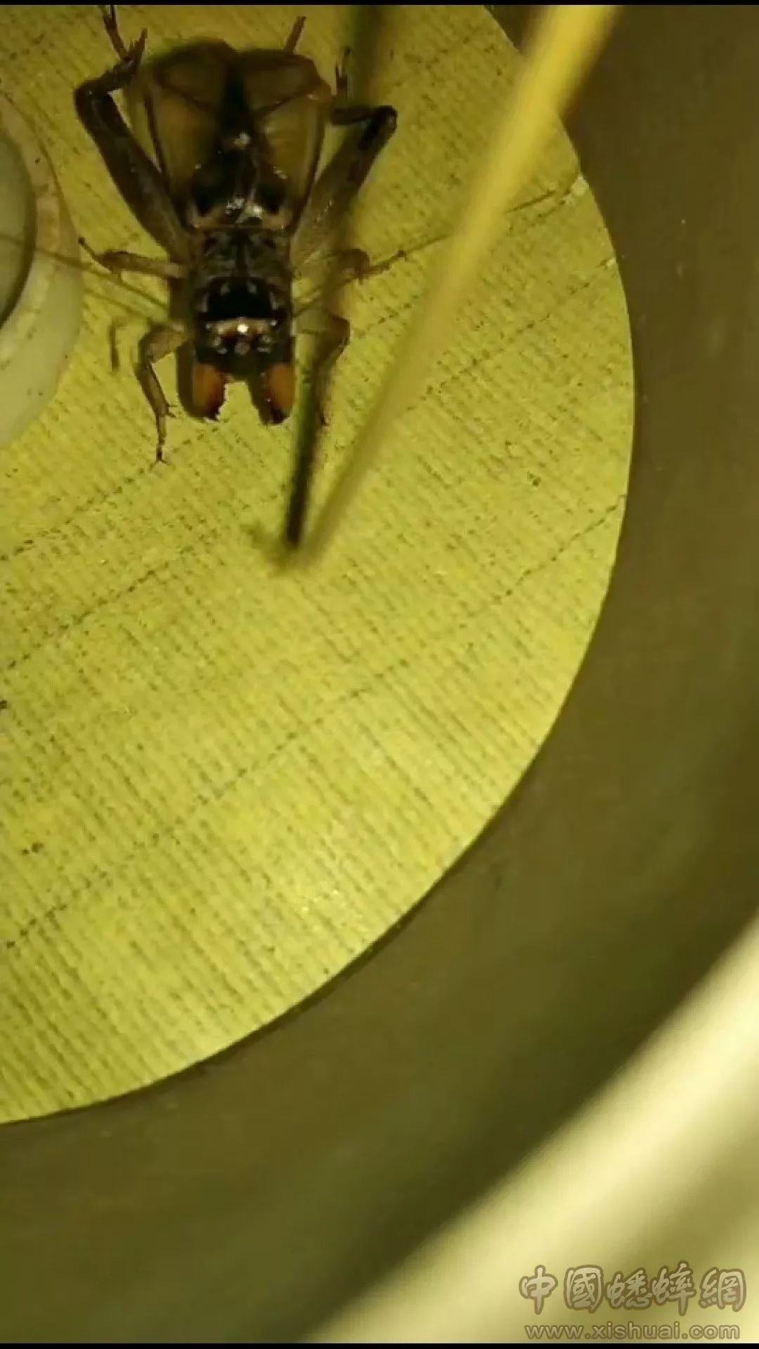 黄尖翅蟋蟀图片