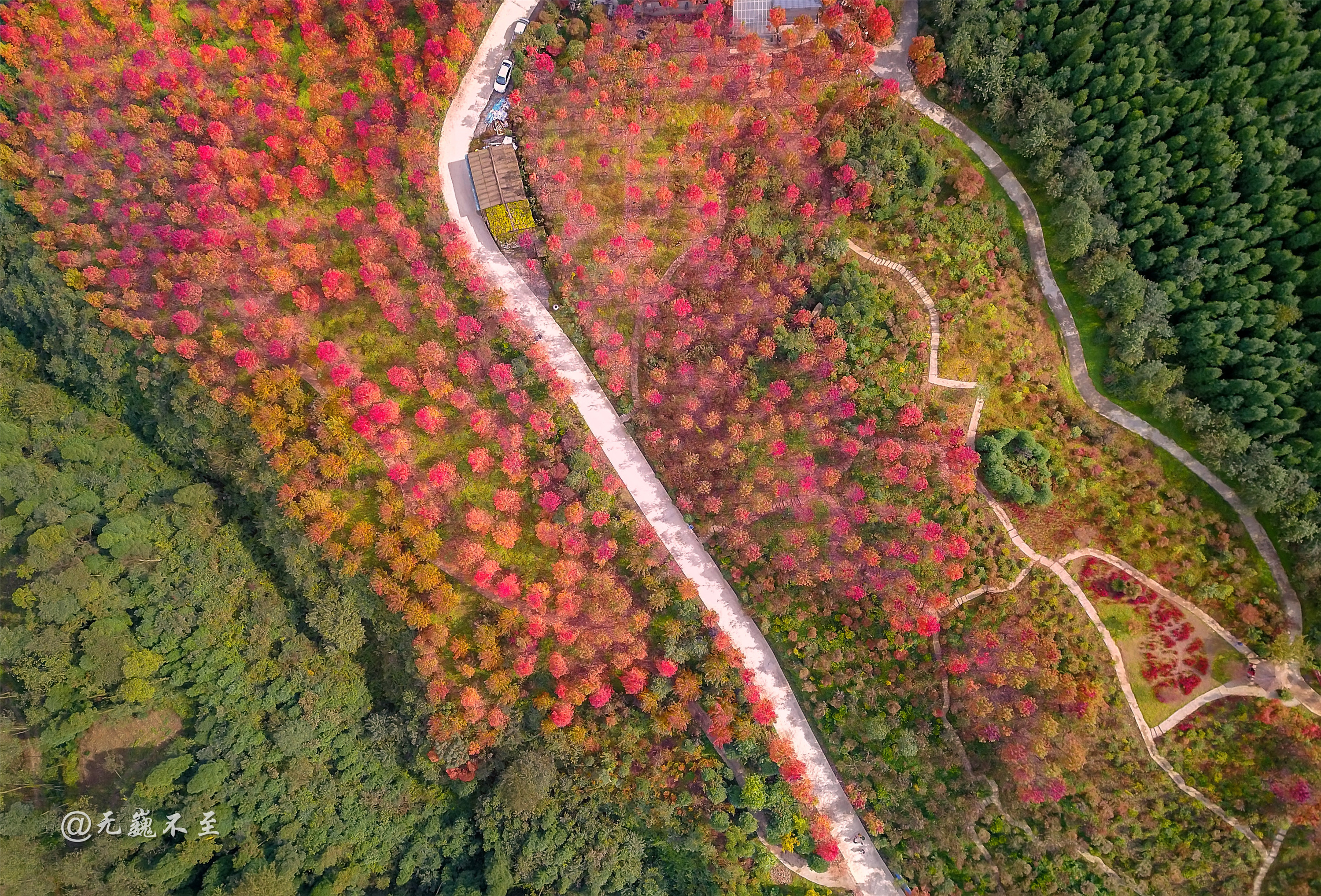 秋染蓥华山,枫醉红枫岭,这个秋天绝不辜负