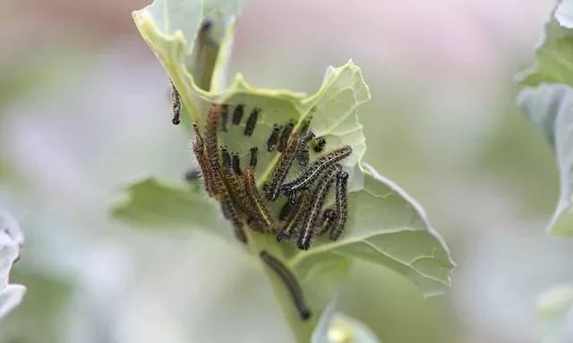 甜菜夜蛾,花薊馬,棉鈴蟲,玉米螟,稻縱卷葉螟,二化螟,三化螟,豆莢螟