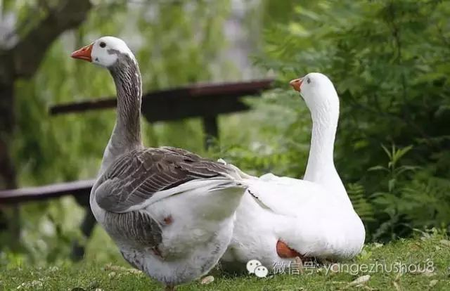 鹅的爱情观值得人类深思