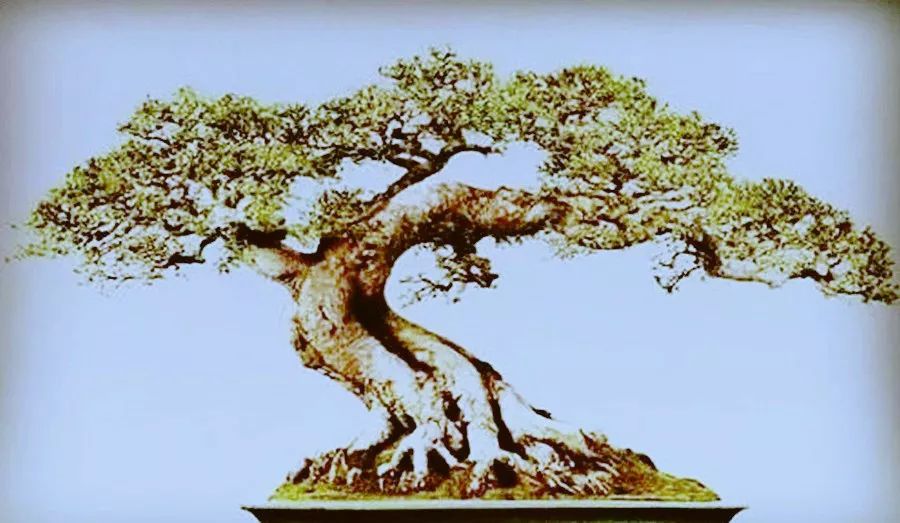 树桩根部之提根法