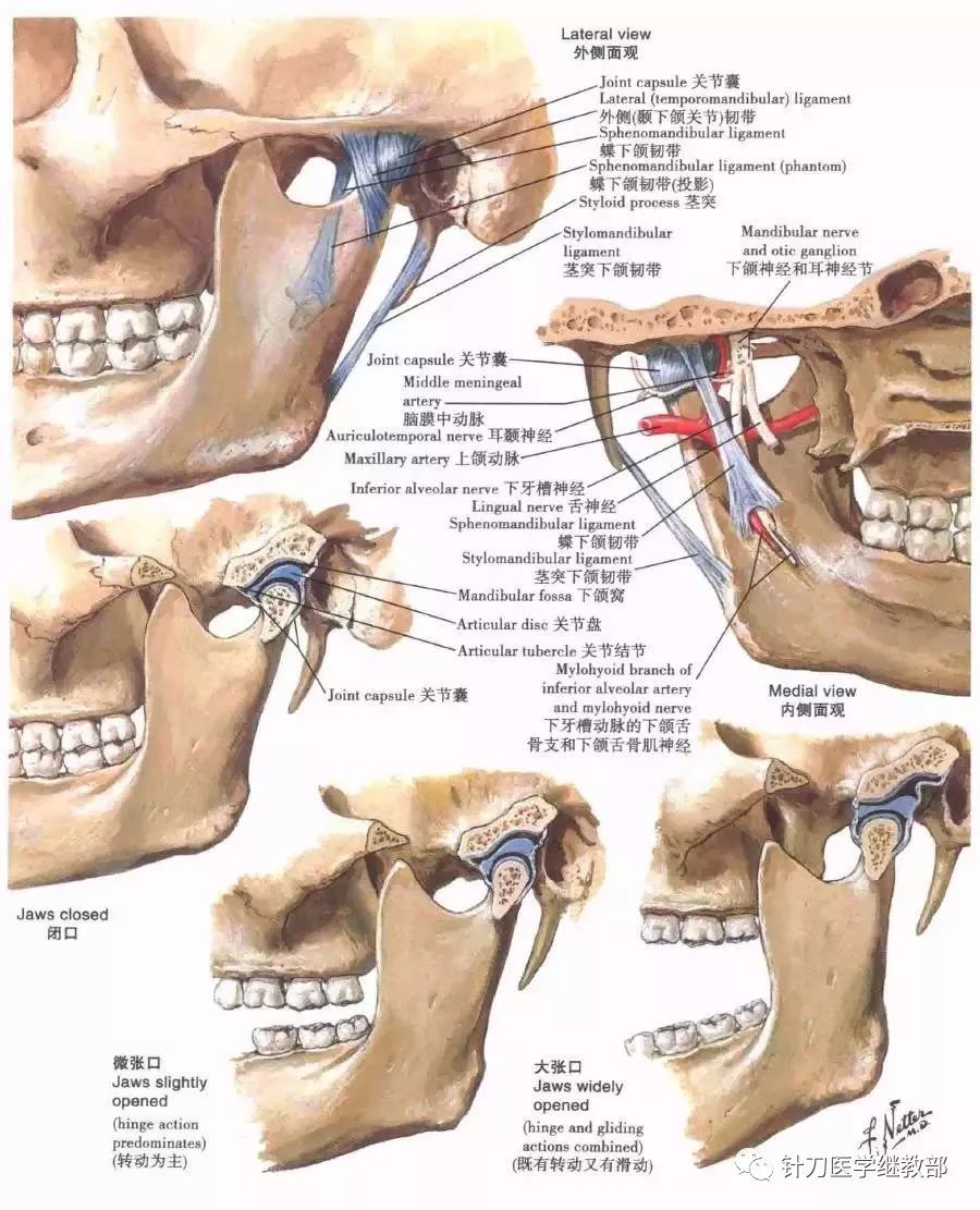 颞下颌关节下颌骨翼突窝:后面观和下侧面观头颈部的骨性支架