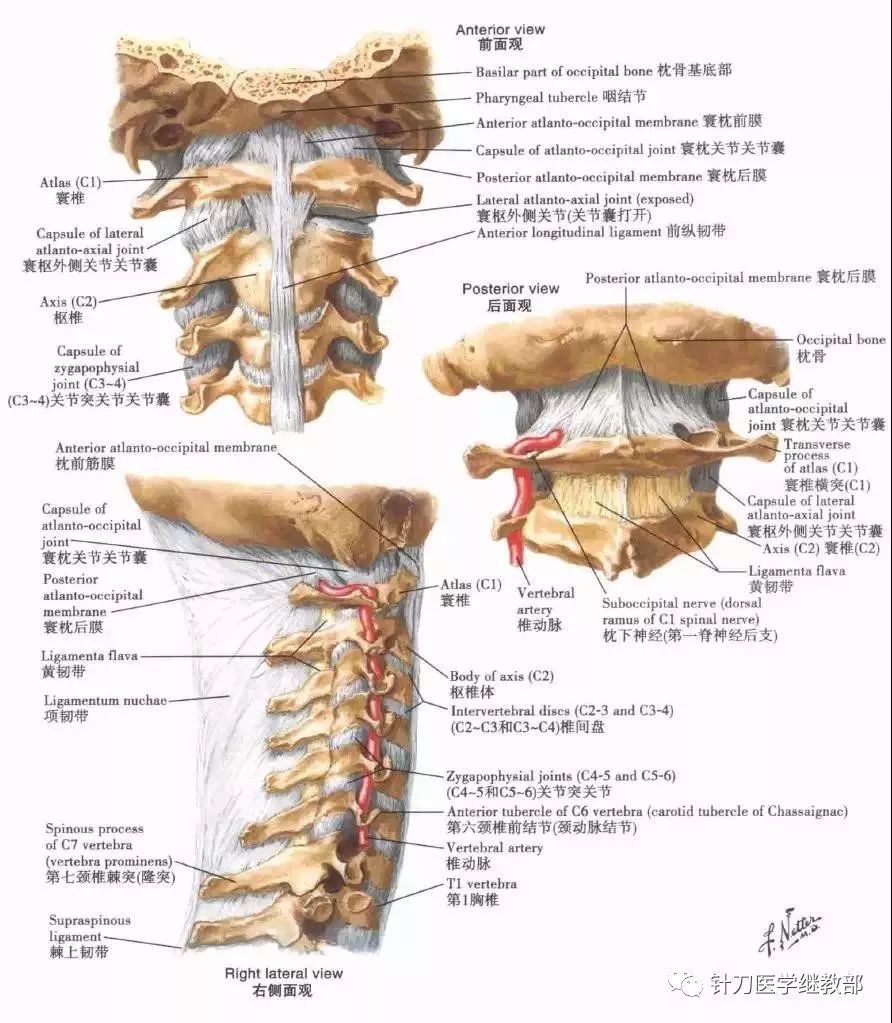 颈部解剖骨头图片