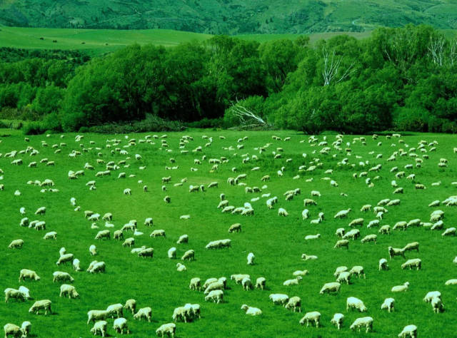 他唱的蒙古歌曲绿色兴安听一次醉一次