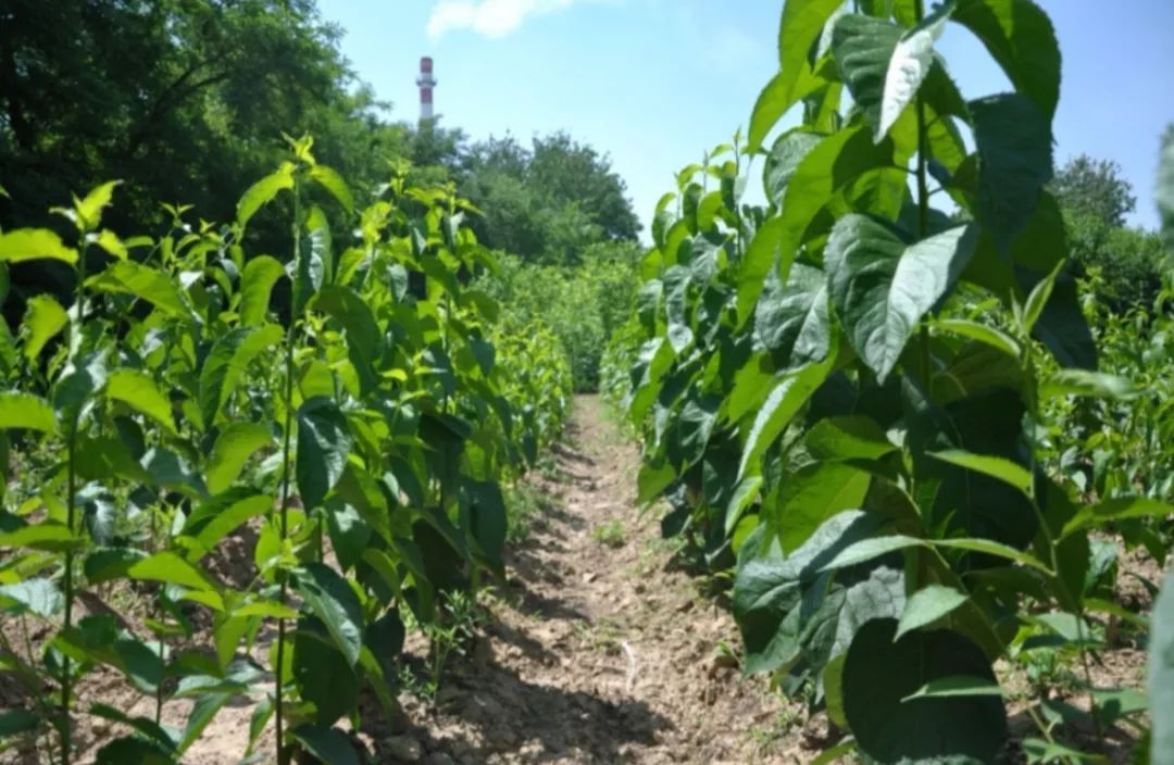 新突破又有4个杜仲三倍体品种获植物新品种保护权