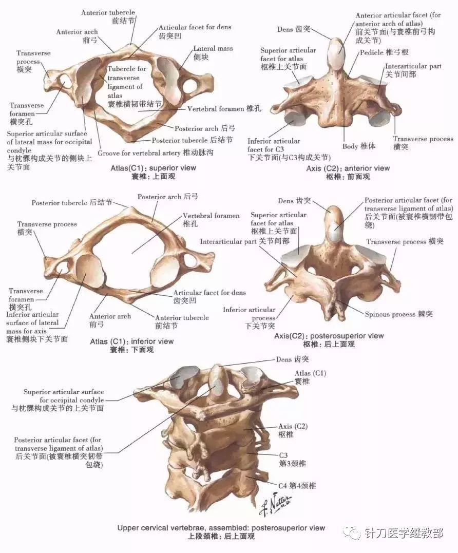 颈椎:寰椎和枢椎颞下颌关节下颌骨翼突窝:后面观和下侧面观头颈部的