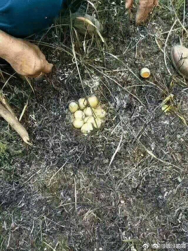 人们移开它的身体时,发现它尸体下面竟然有一窝蛋.