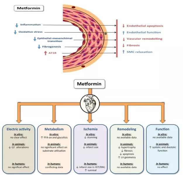 2型糖尿病合併心血管疾病二甲雙胍提供了怎樣的保護作用看最新研究