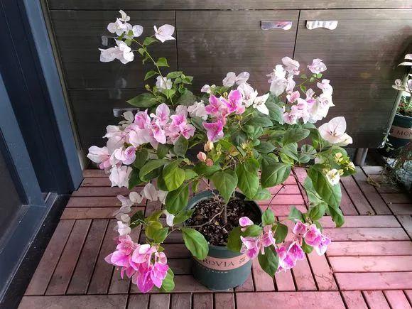 三角梅冬天怎么过冬 三角梅怎样修剪开花多
