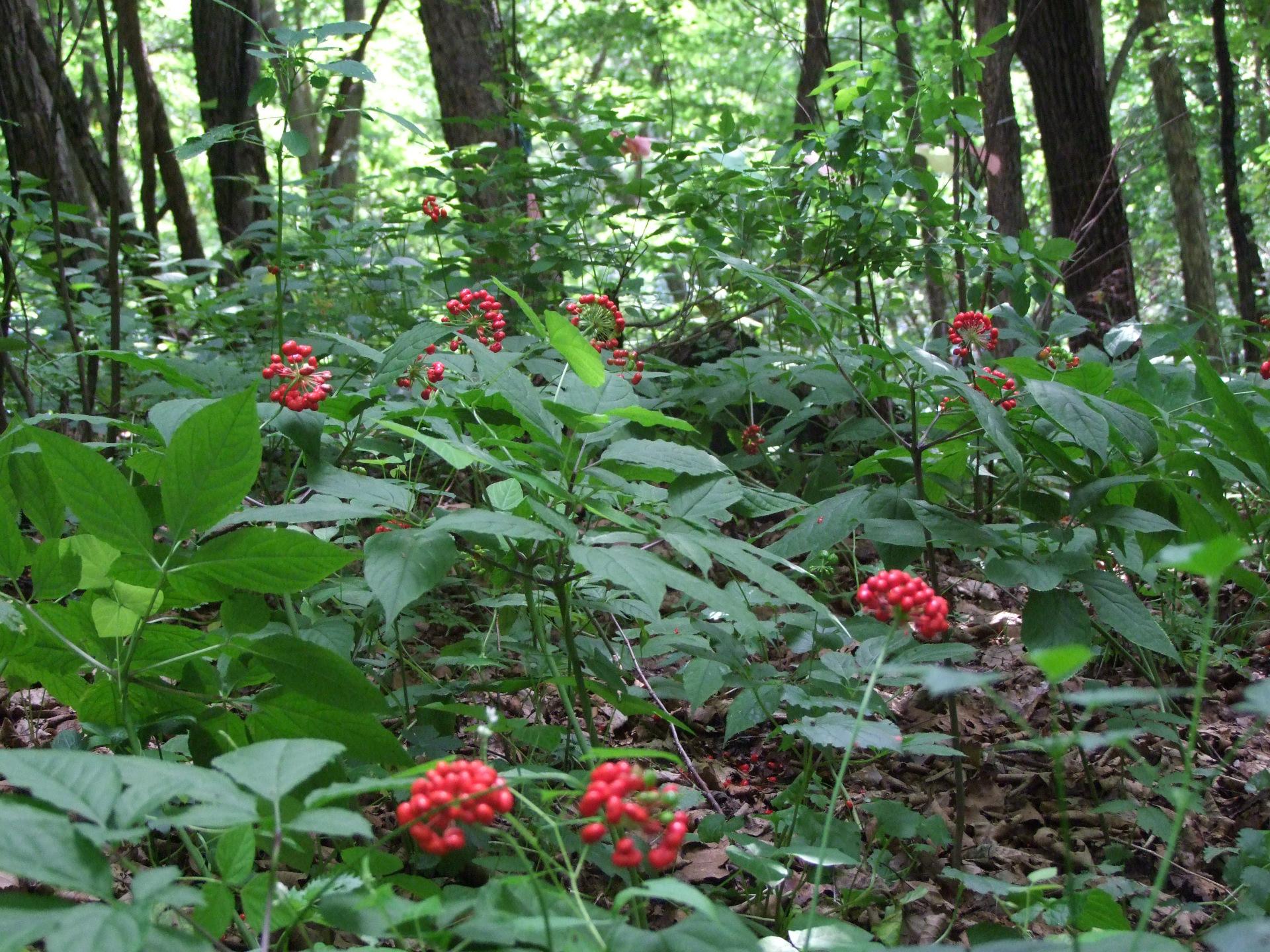 正宗林下参籽货怎么辨别