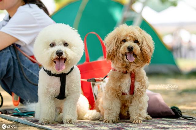 最适合在城市养的6种小型犬 看看你家的狗狗在不在里面 柯基