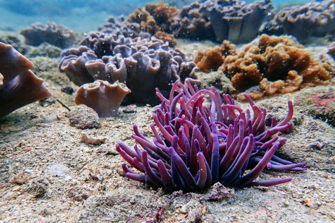 深圳zui美潜水行动让爱生长在这片珊瑚海