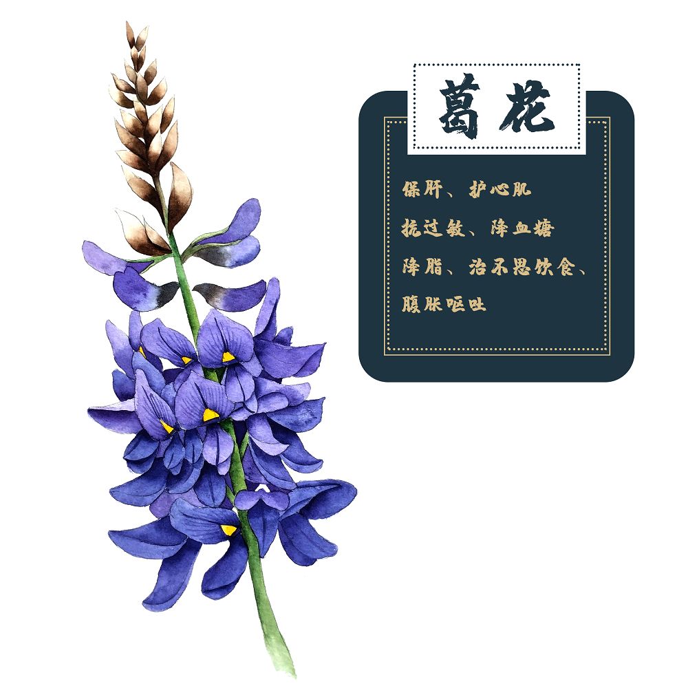 葛根,藤茎,叶,花,种子及葛粉均可入药,其中葛花具有清凉,解酒,降压,治