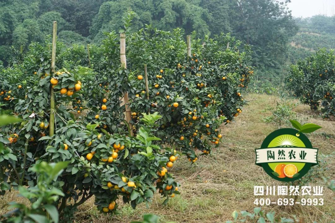 60亩,3年半,收益近130万,你知道投入了多少吗?【陶然农业】