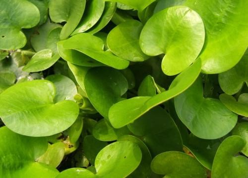 这种野菜长于水中,曾是有名的害草,今成了农民朋友的"摇钱树"_水鳖