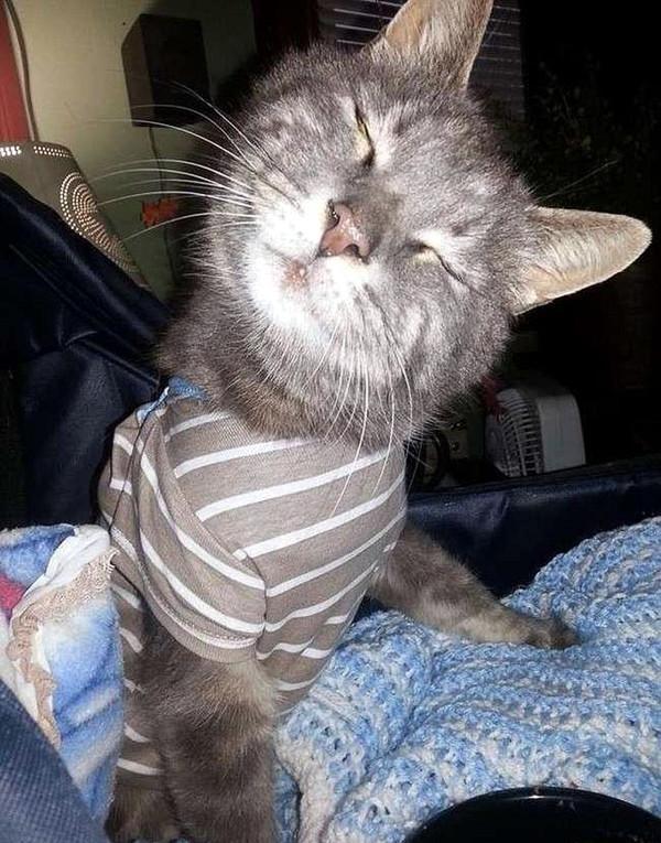 歪脖子猫吸粉无数,得知内情后,网友恨死了猫咪前主人