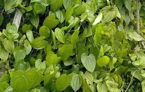 它靠根入药出名人称九子不离母如今被规模种植收入可观