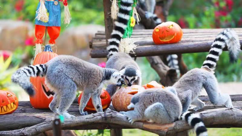 灵玲动物王国上演百兽disco搞笑闹万圣节