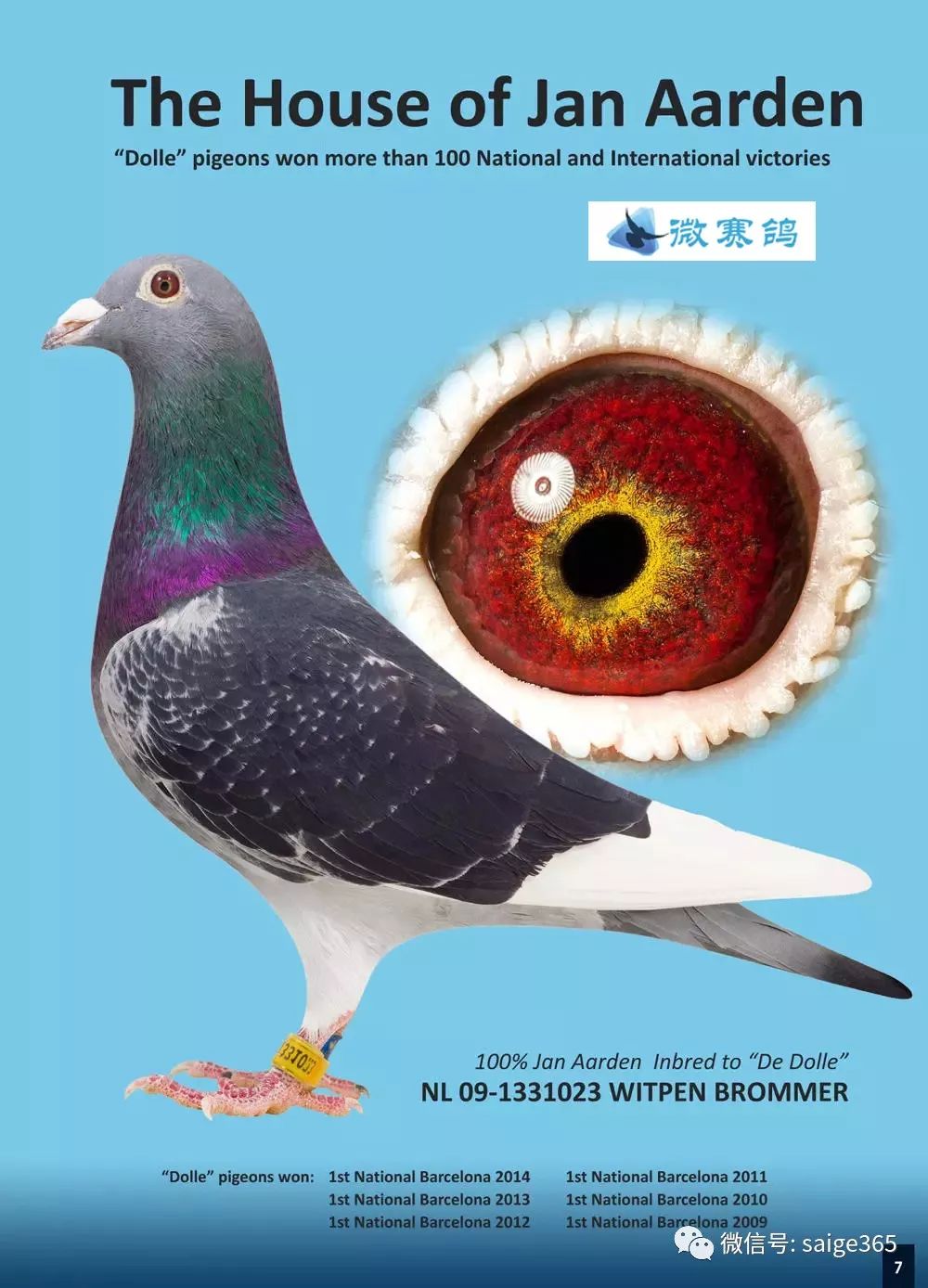 杨阿腾鸽系的特征:从羽色上看,以深雨点居多,偶尔插白条,也有其他羽色