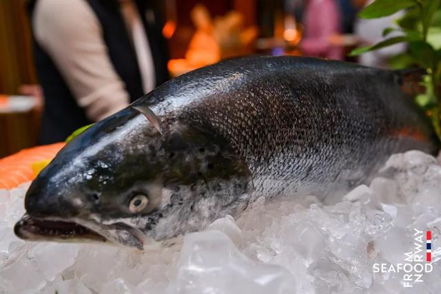 顺景发潜力和瓶颈剖析中国三文鱼市场新格局