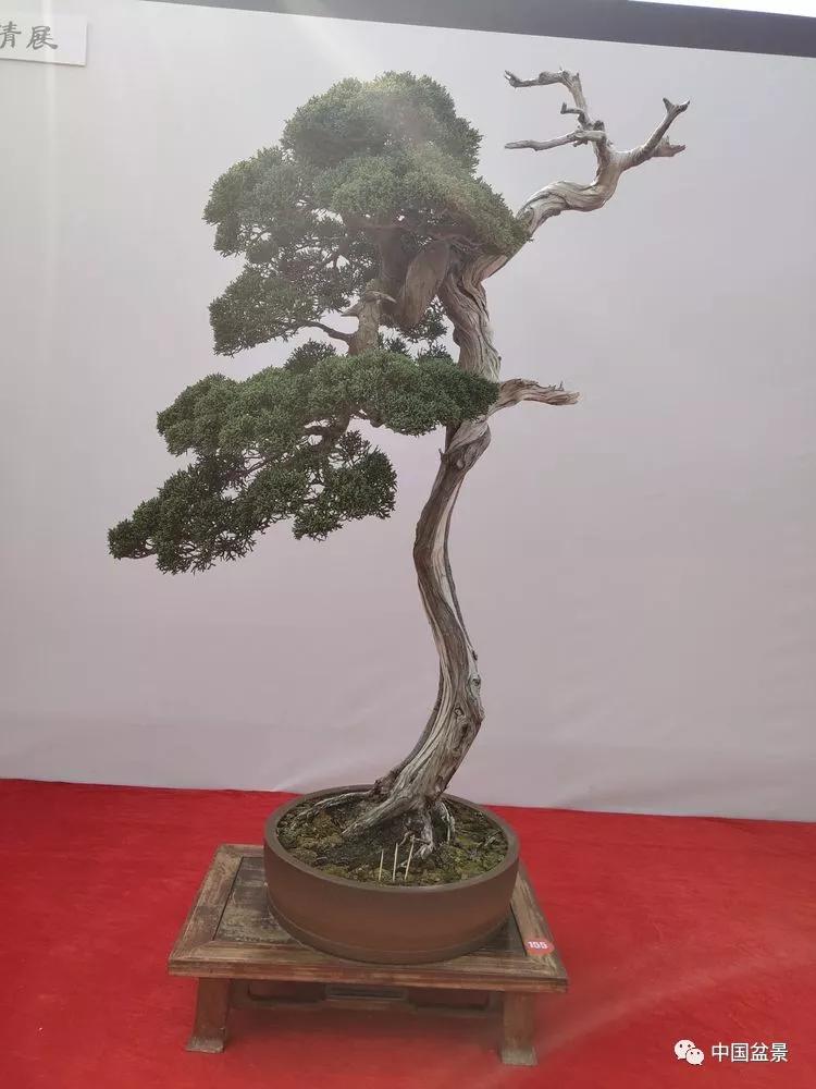 2019中国重庆精品盆景邀请展评选结果揭晓