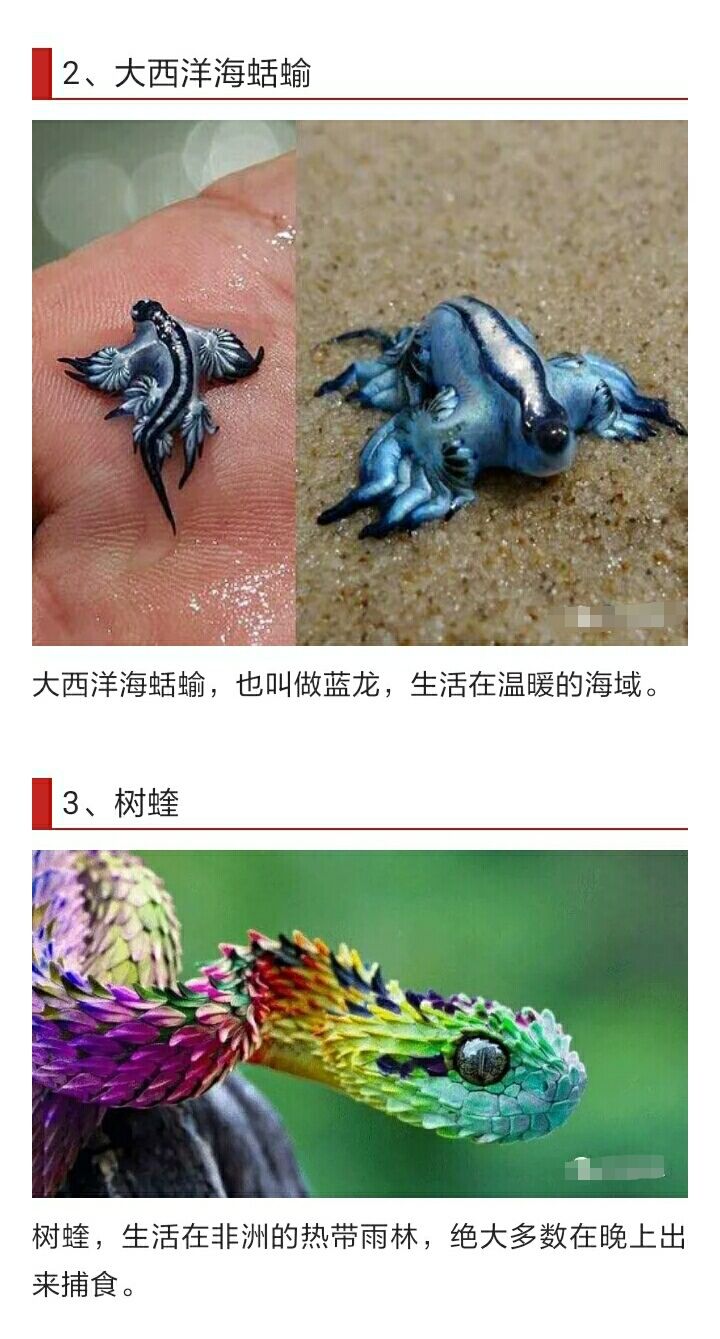 盘点全球16种最奇异动物