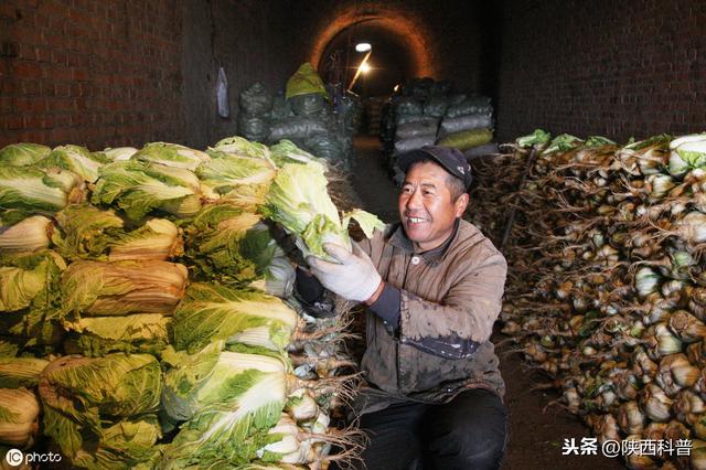 北方的菜窖為何能使蔬菜保鮮?