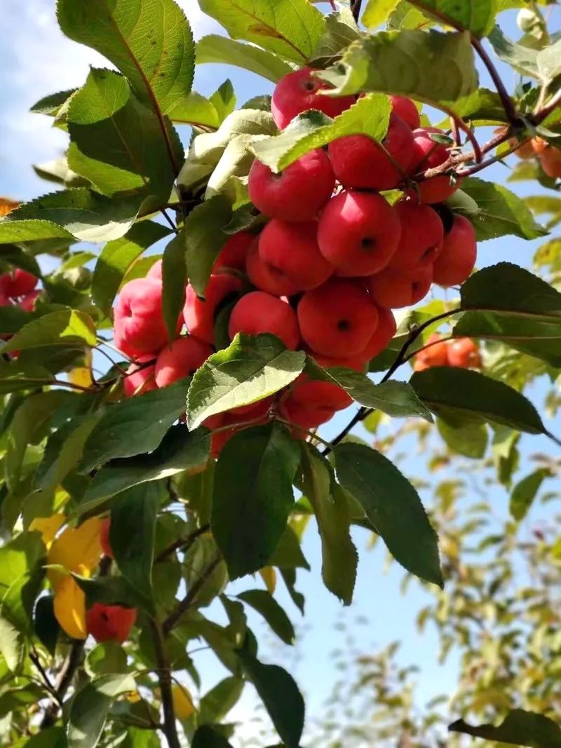 暗香出沙漠金昌旅游产品山楂海棠果品及苗木远销江南和青藏