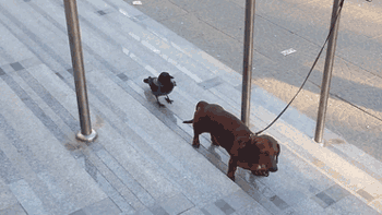 350_197gif 动态图 动图