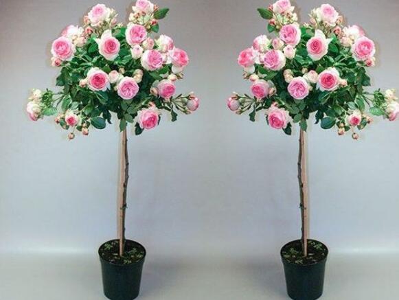 美哭超级棒的棒棒糖迷你月季树