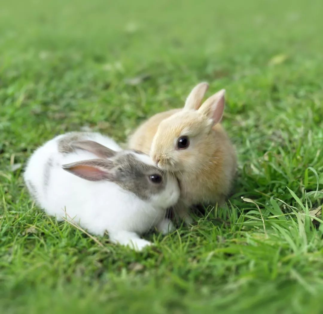 改养土杂兔为良种