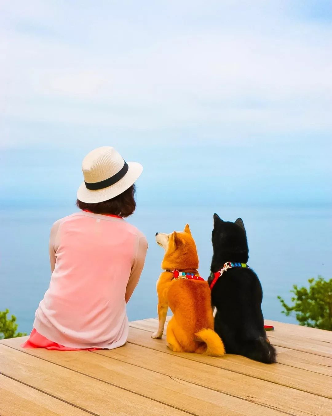 日本柴犬兄妹的花海照火爆网络!美翻100w 网友!