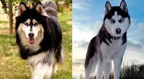 阿拉斯加说我才不是哈士奇别叫我二哈