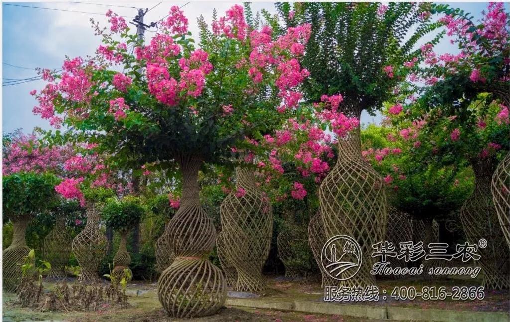 华彩三农那些关于紫薇花瓶的靓丽风景