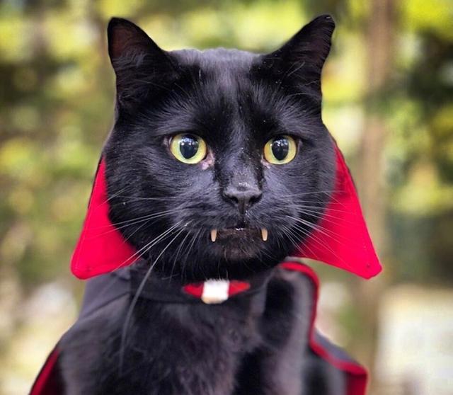 原创铲屎官捡瘦弱黑猫后竟养成吸血鬼王子数万粉丝在线云撸猫