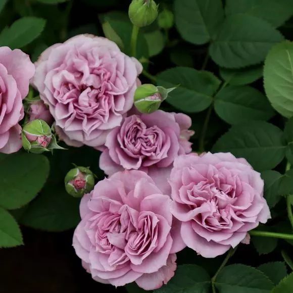 每日一花 |"拉米炫耀"月季:花开蓝紫色,非常勤花