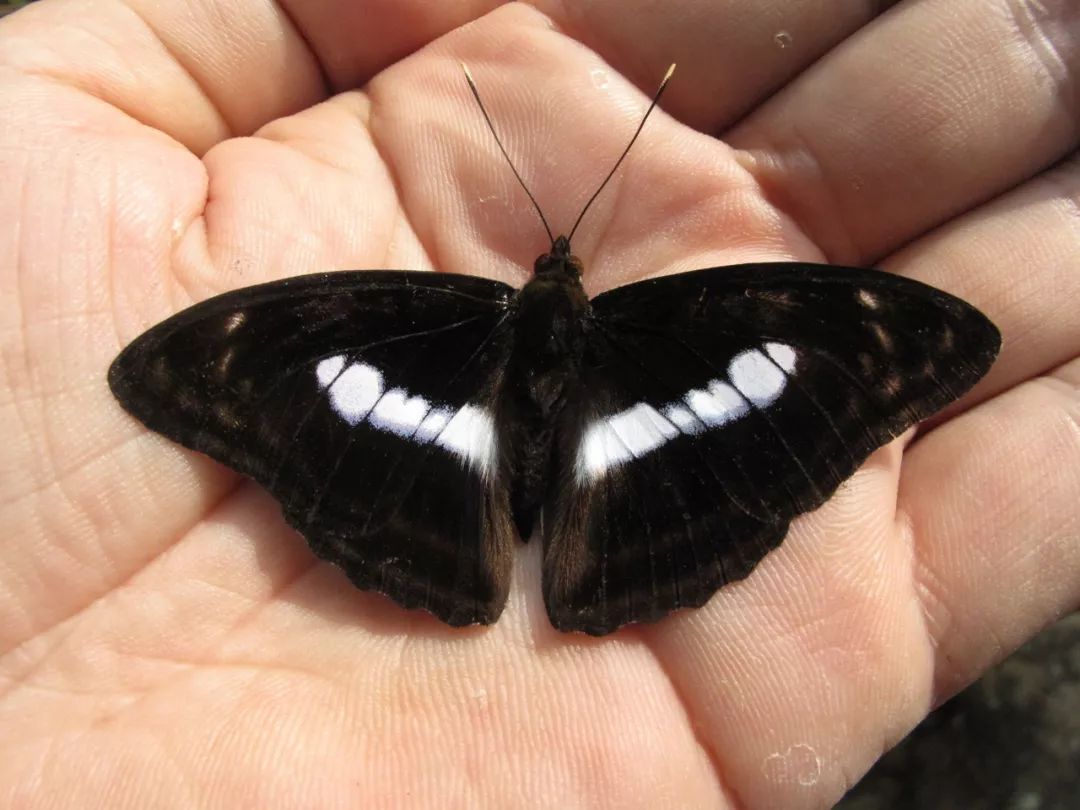 宁波象山首次发现浙江省蝴蝶新记录离斑带蛱蝶