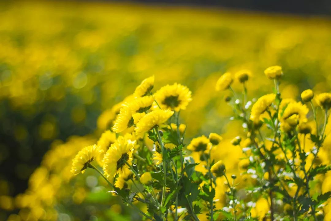 美翻了泰顺惊现菊花海美到窒息人少还免费周末就走起